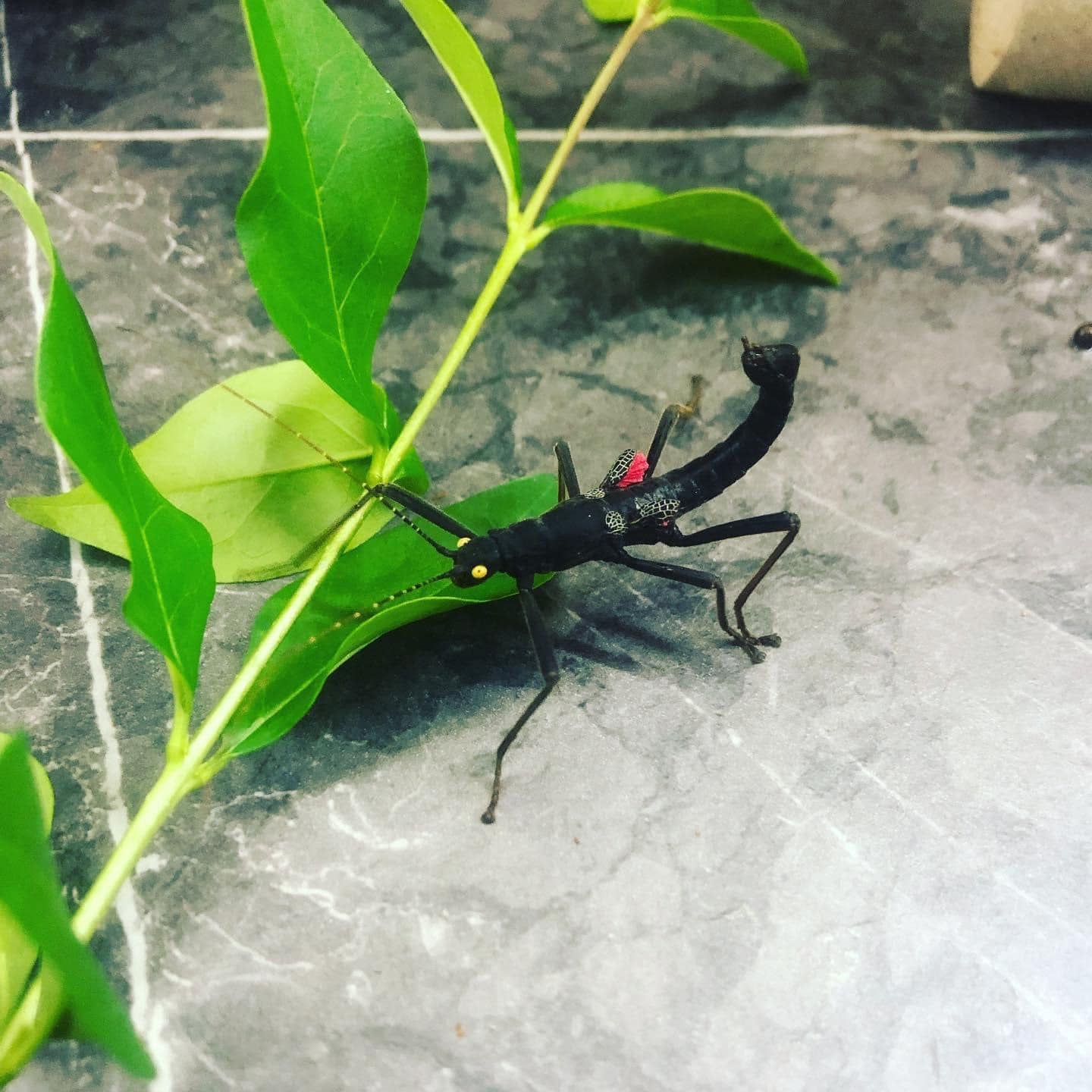 Peruphasma schultei - Black beauty Stick Insect | Walking with Stick ...